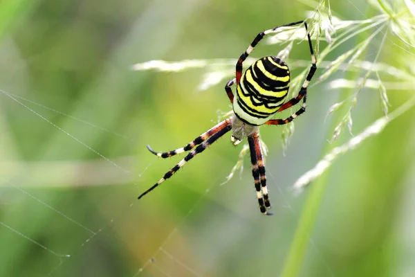 Primo Piano Bug Natura Selvaggia — Foto Stock