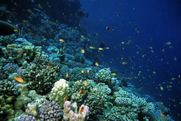 Barriera Corallina Mar Rosso Egitto — Foto Stock