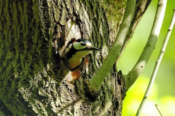 Dzięcioł Ptak Przyrodzie Fauna — Zdjęcie stockowe