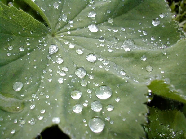 Piękne Botaniczne Ujęcie Naturalna Tapeta — Zdjęcie stockowe