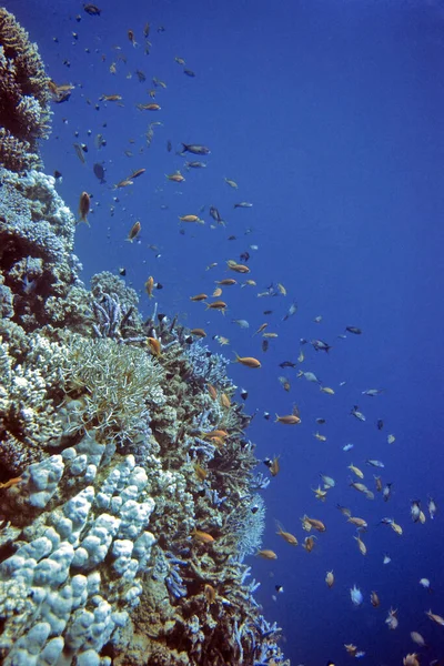 Coral Reef Red Sea — Stock Photo, Image