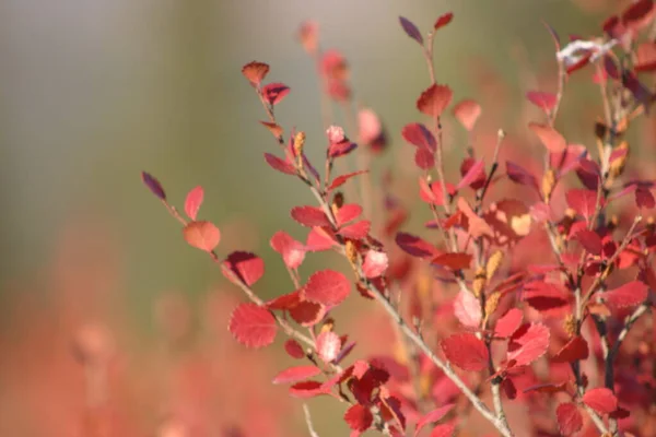 Herbstfarben Herbstzeit Laub — Stockfoto