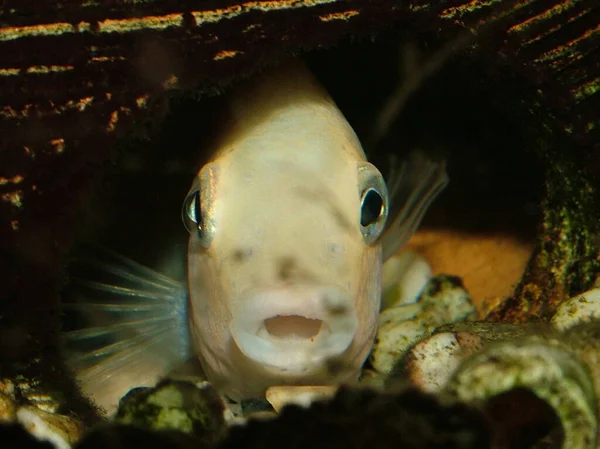 Albín Zebra Cichlid Jeskyni Jen Podívejte Pokud Jeho Samice Přijde — Stock fotografie