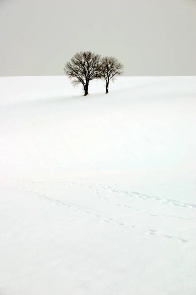 Bavière Belle Superficie Allemagne — Photo