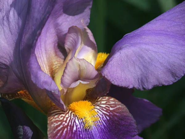 Bellissimi Fiori Sfondo Concetto Floreale — Foto Stock