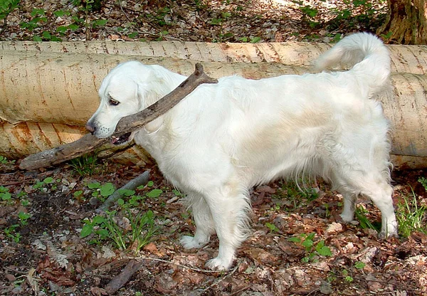 Goats Farm — Stock Photo, Image