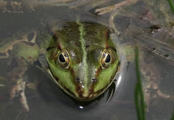 Amphibientier Wildfrosch — Stockfoto