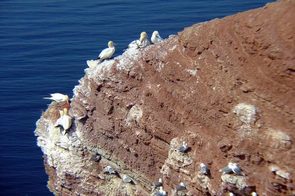 Луммерські Скелі Гельголанді — стокове фото