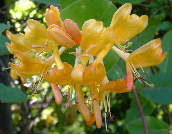 Vacker Botanisk Skott Naturliga Tapeter — Stockfoto