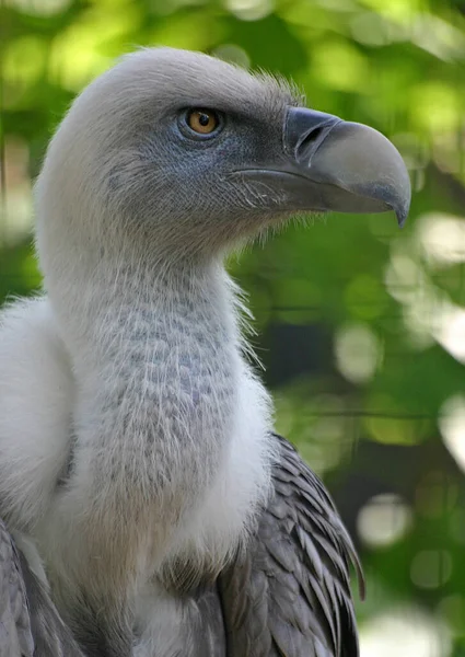 Schilderachtig Uitzicht Prachtige Vogel Natuur — Stockfoto