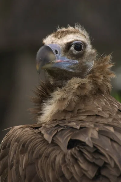 Dierenwelzijn Dierentuin — Stockfoto