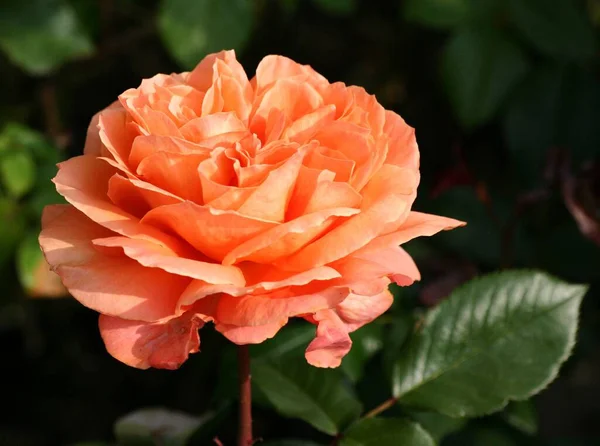 Flora Botanica Petali Rosa — Foto Stock