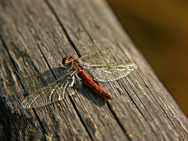 Une Réserve Naturelle Est Une Aire Protégée Importance Pour Flore — Photo