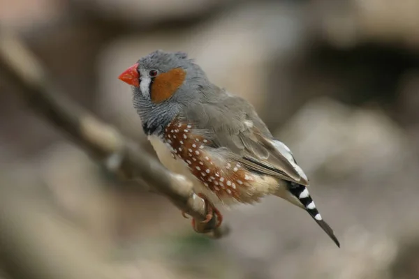 ゼブラフィンチ カナリアの鳥の動物 — ストック写真