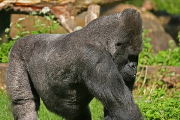 Encerramento Animais Jardim Zoológico — Fotografia de Stock