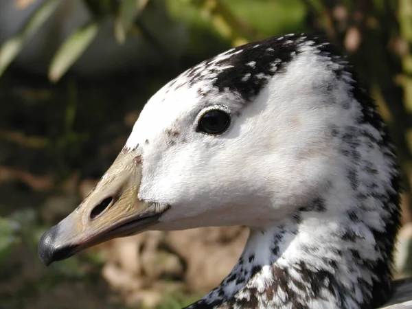 Kijk Ogen Van Kleine Dingen — Stockfoto