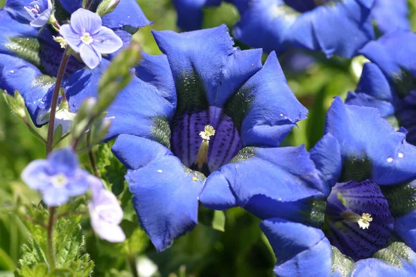 庭の青い虹彩の花 — ストック写真