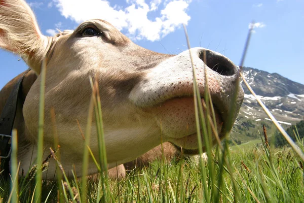 自然景观中的奶牛 有选择的焦点 — 图库照片
