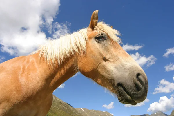 Häst Ett Fält — Stockfoto