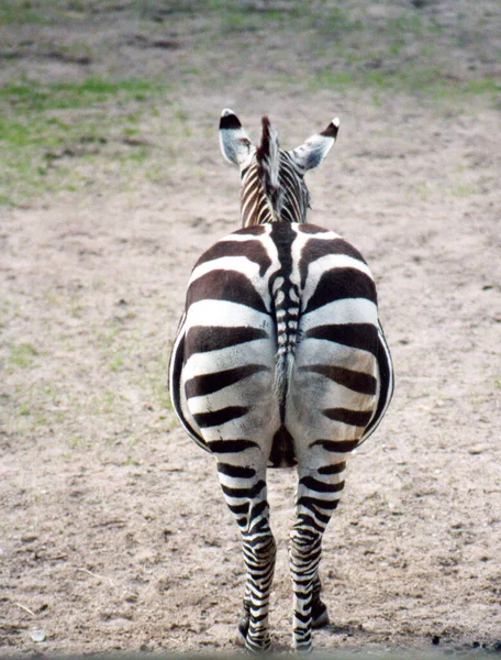 Svart Och Vit Randig Zebra Djur Däggdjur — Stockfoto