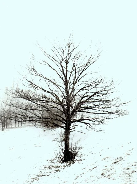 Δέντρο Λαγός Χειμώνα — Φωτογραφία Αρχείου