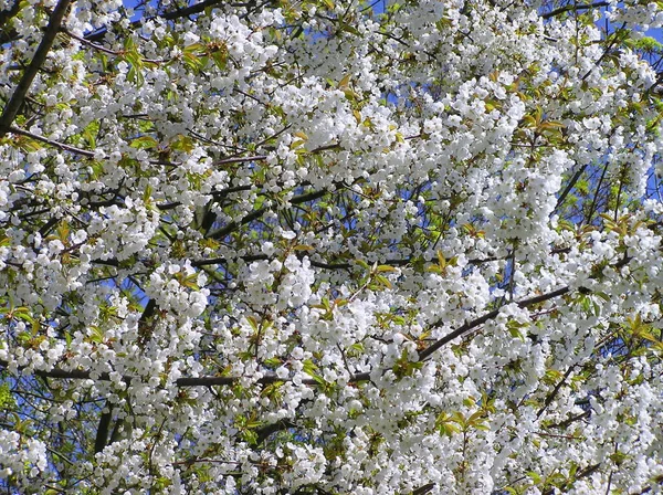 Kwitną Płatki Kwiatów Wiosną — Zdjęcie stockowe