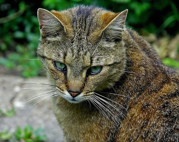 Nuestro Jardín Gato Tomado Siempre Por Nuestro Vecino Cada Vez —  Fotos de Stock