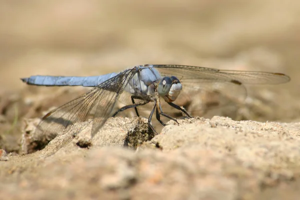 Dragonfly Ground Nature — Stock Photo, Image