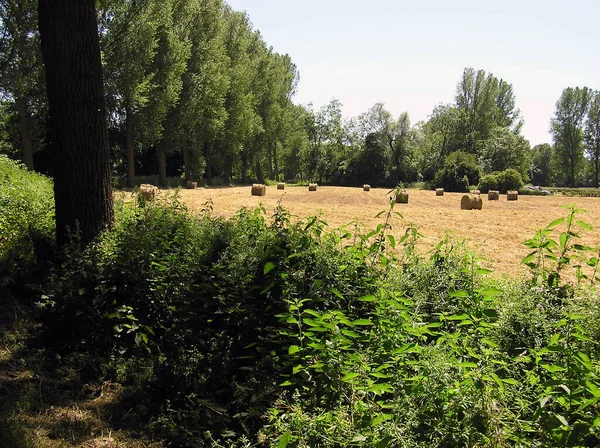 Rhein Bei Rdesheim — Stockfoto