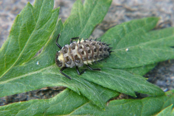 Hard to believe,but this little sting monster is the larva of such a cute ladybug.