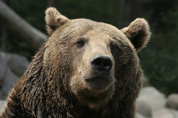 Urso Pardo Animal Urso Pardo — Fotografia de Stock