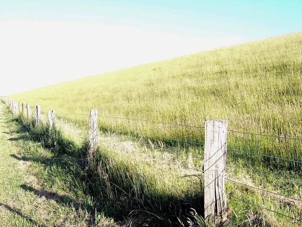 Recinzione Legno Nel Campo Con Erba Alberi Verdi — Foto Stock