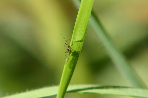 Close Bug Natureza Selvagem — Fotografia de Stock