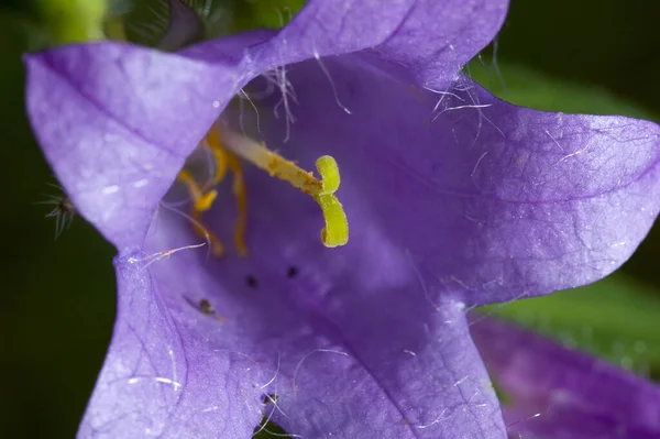 Primo Piano Bug Natura Selvaggia — Foto Stock