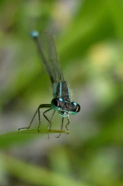 Gros Plan Bug Nature Sauvage — Photo