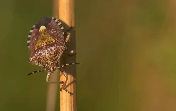 Berry Bug Evening Light — Stock Photo, Image