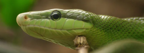 危険なヘビ肉食爬虫類 — ストック写真