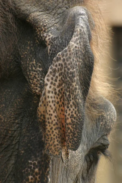 Afrikaanse Olifanten Het Wild — Stockfoto