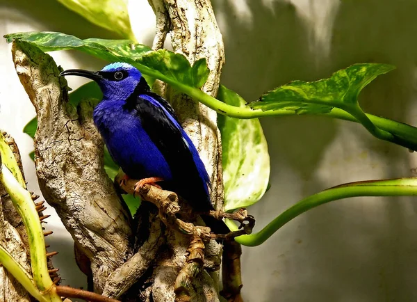 Simplement Fascinant Ces Oiseaux Exotiques — Photo