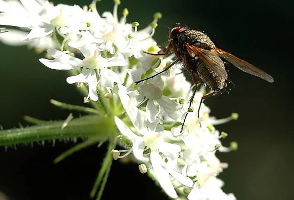 Gros Plan Bug Nature Sauvage — Photo