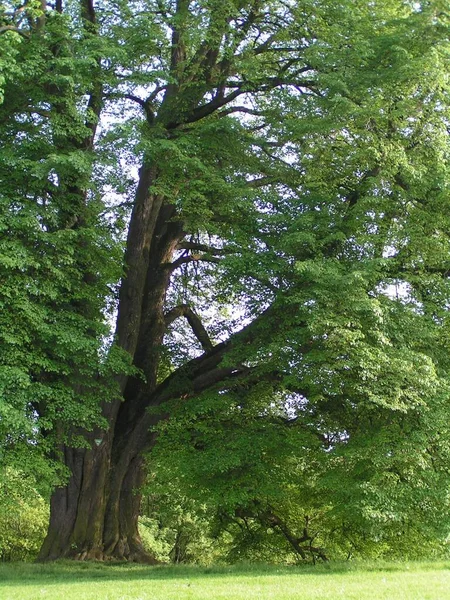 Flora Naturen Botanik Trädstammar — Stockfoto
