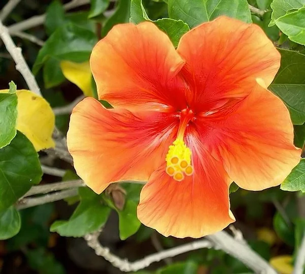 Escénico Hermosa Flor Hibisco Colorido —  Fotos de Stock