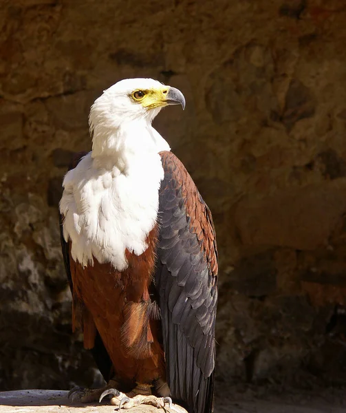 Wenn Den Ganzen Vogel Siehst Kannst Verstehen Ich Auf Dem — Stockfoto