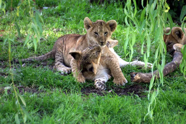 Predatore Animale Leone Predatore Felino — Foto Stock