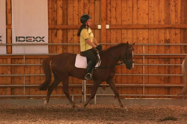 Cavalo Cavaleiro Durante Aulas Condução — Fotografia de Stock