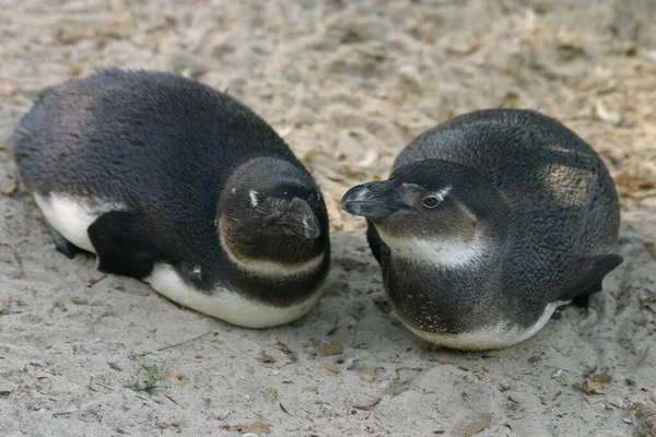 Fekete Fehér Pingvinek Természet Fauna — Stock Fotó