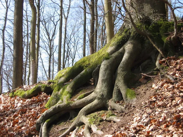 Prachtig Uitzicht Natuur — Stockfoto