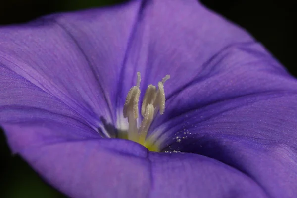 Bunga Yang Indah Konsep Bunga Latar Belakang — Stok Foto