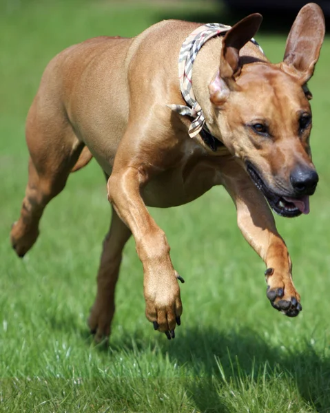 Vue Panoramique Chien Chiot Mignon — Photo