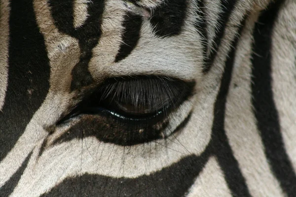 Черно Белая Полосатая Зебра Млекопитающее — стоковое фото